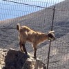 @nomadgoat@pixelfed.social avatar
