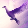 @ahornsirup@feddit.org avatar