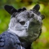 @harpij@mastodon.social avatar