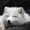 @ArcticFox@lemmy.ca avatar