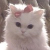 @dancingxroach@mastodon.social avatar