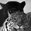 @kazimalizaiidi@mastodon.social avatar
