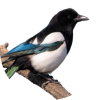 @Magpie@fedia.io avatar
