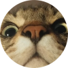 @paddy@piefed.social avatar