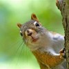@Thesquirrel@mastodon.social avatar