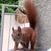 @roussefolle@mastodon.world avatar