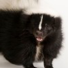 @Skunk@jlai.lu avatar