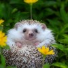 @BasicallyHedgehog@feddit.uk avatar