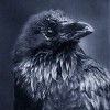 @corvus@lemmy.ml avatar