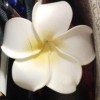 @cpaiendakar@mastodon.social avatar