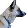 @Curious_Canid@lemmy.ca avatar