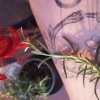 @Anforitadefuego@mastodon.social avatar