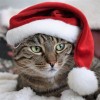 @pap1rus@lemmy.ml avatar