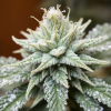 @FrostyTrichs@walledgarden.xyz avatar