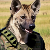 @hyena@lemmy.world avatar