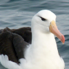 @GreatAlbatross@feddit.uk avatar