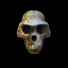 @Ardipithecus@hexbear.net avatar