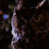 @snoqualmieowl@lemmy.world avatar