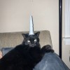 @afalcone@feddit.it avatar