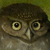 @singingflame42@piefed.social avatar
