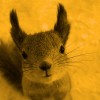 @squirrel@discuss.tchncs.de avatar