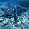 @Coelacanth@piefed.social avatar