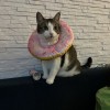 @meris@lemmy.world avatar