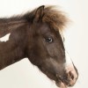 @Horse@lemmygrad.ml avatar