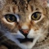 @the_post_of_tom_joad@hexbear.net avatar