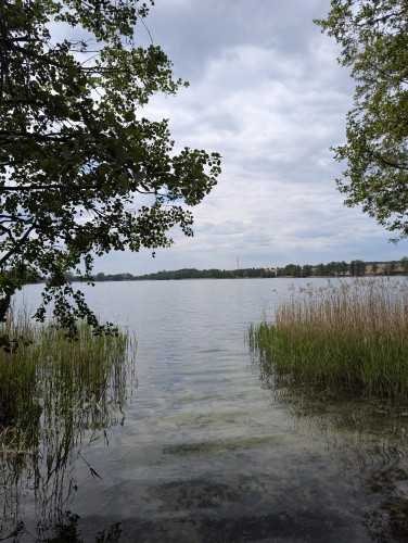 Brzeg jeziora porośnięty trawami i drzewami.