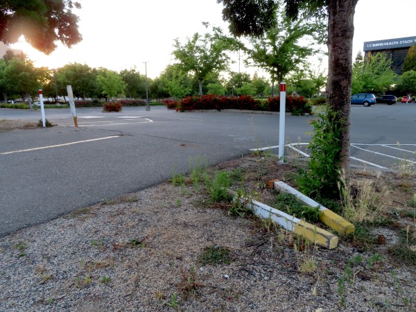 Photo looking at a transition between a large parking lot and a cycle path that is supposed to be protected by painted wooden bollards locked to sheaths. UC Davis employees rarely lock them, rarely put them back in after taking them out, and sometimes even throw them in the bushes so no one else can put them in. On either side of the intersection are two permanent metal bollards marking the transition from cycle path to decomposed granite landscape bed. On the ground next to one are removed wooden bollards that have been there on the ground for weeks.

The sun is setting to the left.