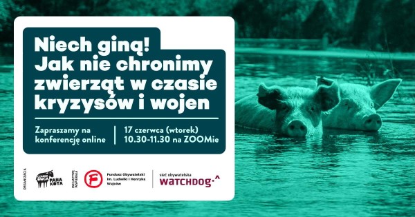 Na zdjęciu dwie świnie w wodzie oraz napis: Niech giną! Jak nie chronimy zwierząt w czasie kryzysów i wojen
Zapraszamy na konferencję online: 17 czerwca, wtorek, godz. 10.30-11.30 na ZOOMie
Logotypy: Fundacja Czarna Owca Pana Kota, Sieć Obywatelska Watchdog Polska i Fundusz Obywatelski im. Ludwiki i Henryka Wujców.