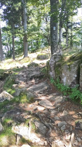 Auf der Trailabfahrt vom Kandel nach Glottertal