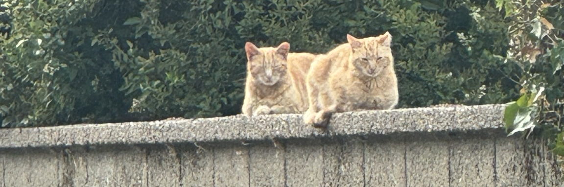 @willowhollow@mastodon.social