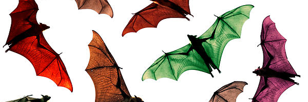 @bernardicus@mastodon.social
