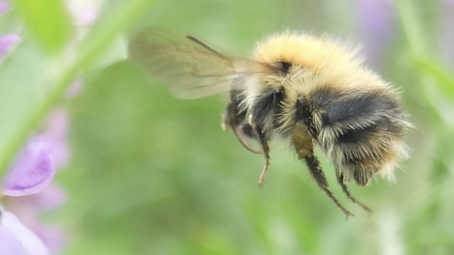 @thebeeguy@mastodon.ie