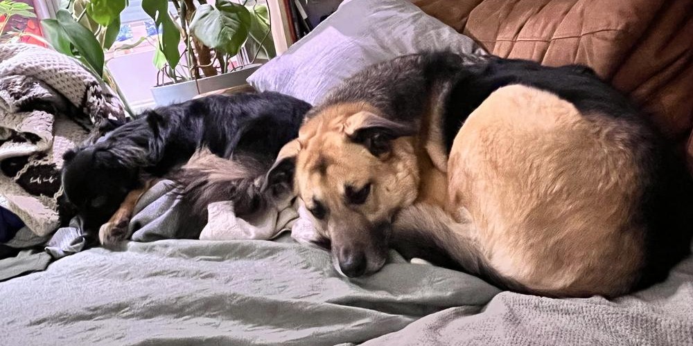 @enannae@mastodon.social