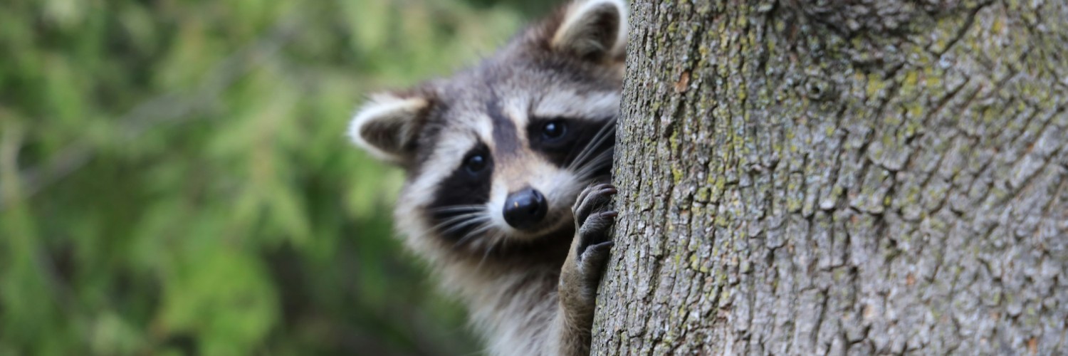 @ada@ublog.kimapr.net