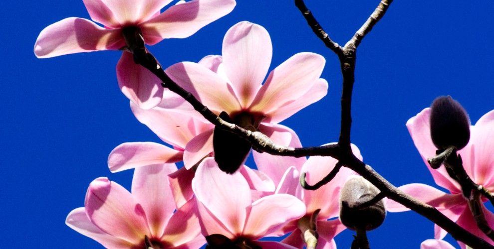 @patrickhadfield@mastodon.scot