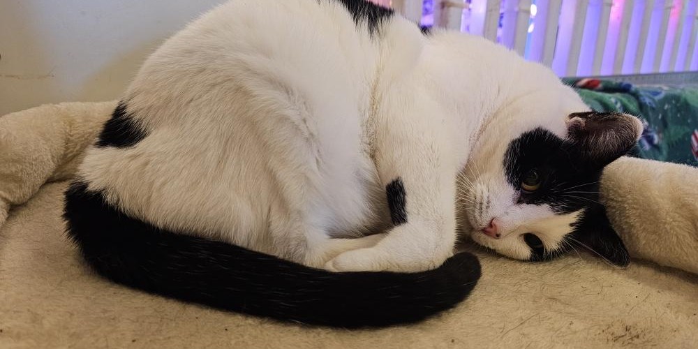 @nixanadoo@mastodon.social