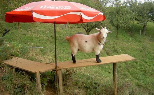 @velocinapper@jorts.horse