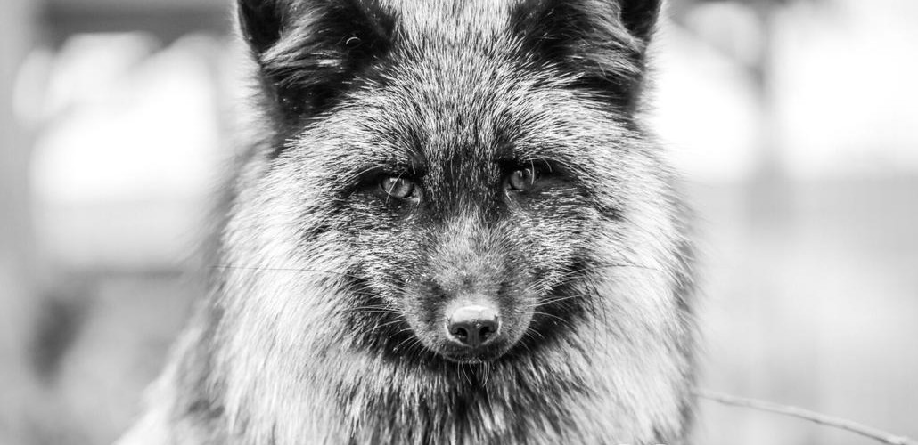 @veggiewombat@mastodon.social