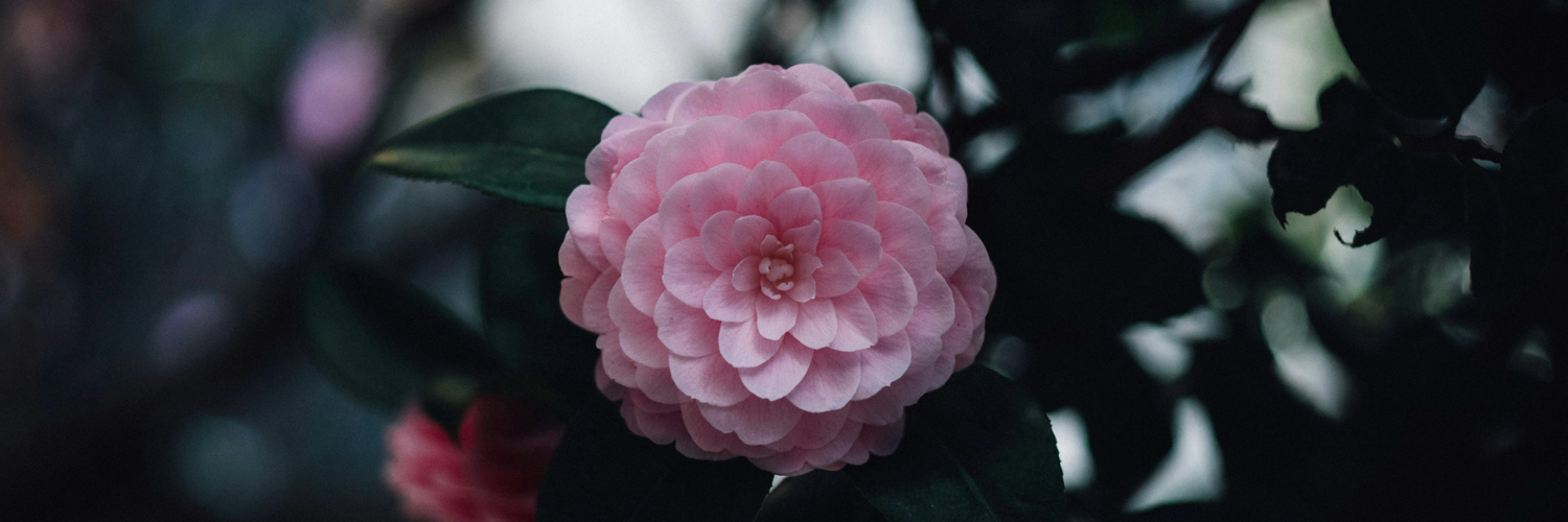 @nanzelin@mastodon.social