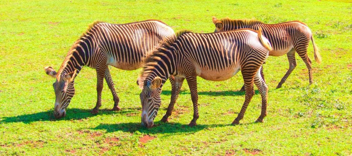 @olafgrote@mastodon.social