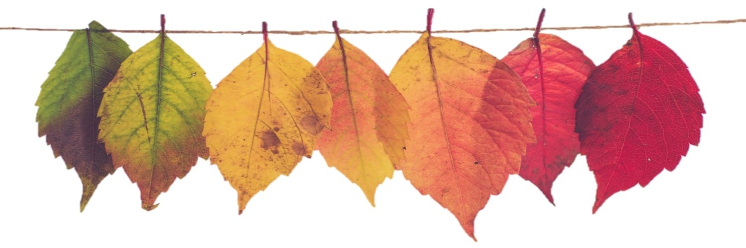 @Soror_Peregrina@birds.town