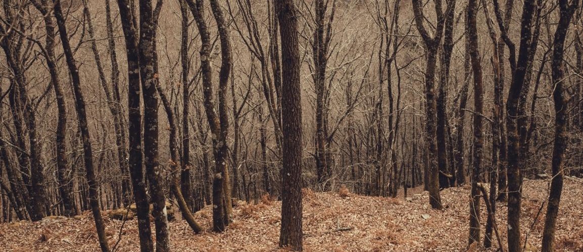 @danivazquez@mastodon.social