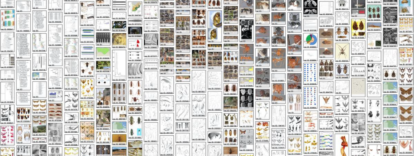 @plazi_species@mastodon.green