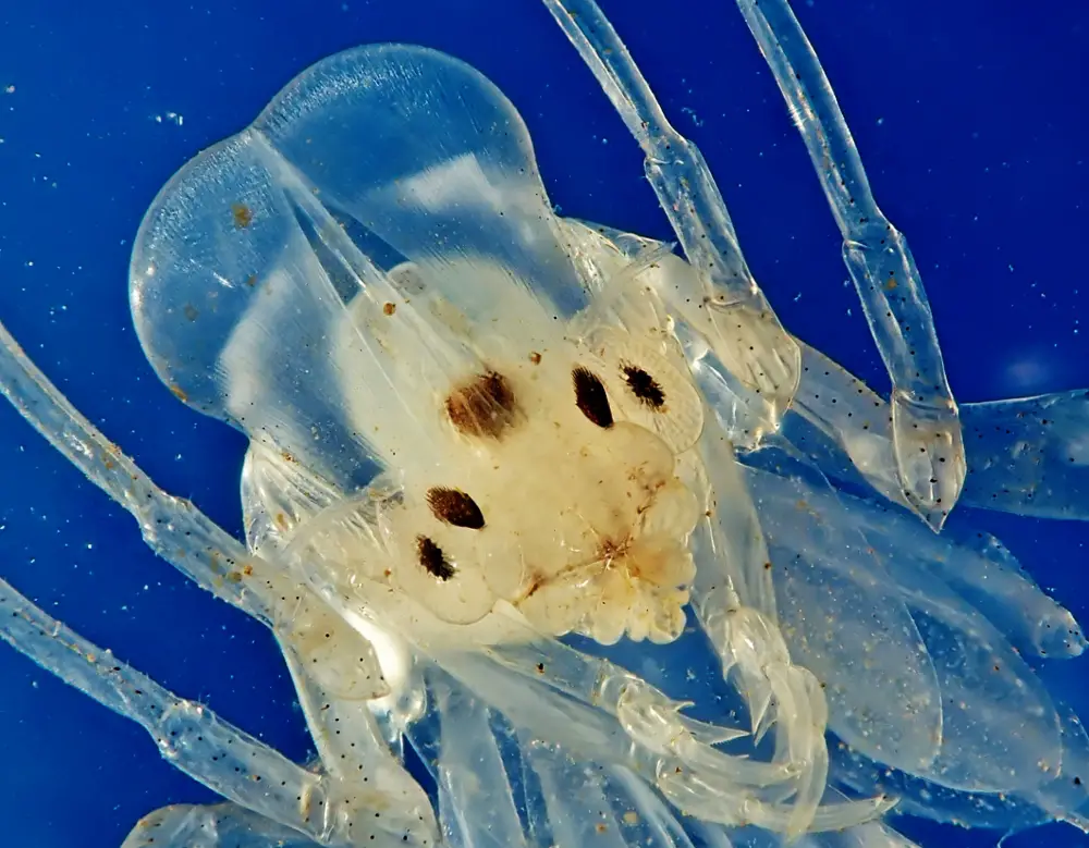 Phronima_sedentaria