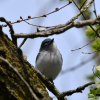 @CTGT@birds.town avatar