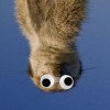 @innermeerkat@piefed.social avatar